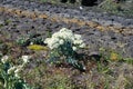 Botanical collection, white blossom of eadible sea shore plant Crambe maritima or sea kale,seakale or crambe flowering plant in