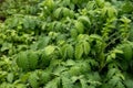 Botanical collection, young green leaves of medicinal plant Agrimonia eupatoria is  species of agrimony or common agrimony, church Royalty Free Stock Photo