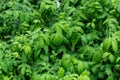 Botanical collection, young green leaves of medicinal plant Agrimonia eupatoria is  species of agrimony or common agrimony, church Royalty Free Stock Photo