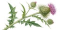 Botanical Colored Pencil Illustration Thistle Flower, Leaf, Bud Composition, illustration, botanical art Thistle, botanical Royalty Free Stock Photo
