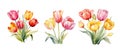 botanical colorful tulip flowers watercolor ai generated