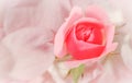 Soft focus, abstract floral background, bud of pink rose flower. Macro flowers backdrop for holiday brand design Royalty Free Stock Photo