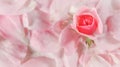 Soft focus, abstract floral background, bud of pink rose flower. Macro flowers backdrop for holiday brand design Royalty Free Stock Photo