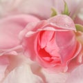 Soft focus, abstract floral background, bud of pink rose flower. Macro flowers backdrop for holiday brand design Royalty Free Stock Photo