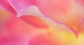 Soft focus, abstract floral background, pink yellow rose flower. Macro flowers backdrop for holiday brand design Royalty Free Stock Photo