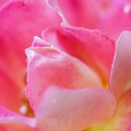 Soft focus, abstract floral background, pink yellow rose flower. Macro flowers backdrop for holiday brand design Royalty Free Stock Photo