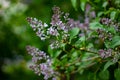 Botanical concept: Lilac beginning to bloom, young flowers, spring, freshness