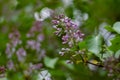 Botanical concept: Lilac beginning to bloom, young flowers, spring, freshness