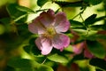 Pink wild rose blooming on sunny spring day Royalty Free Stock Photo