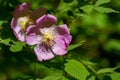 Pink wild rose blooming on sunny spring day