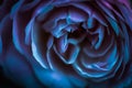 Soft focus, abstract floral background, blue roses. Macro flowers backdrop for holiday brand design Royalty Free Stock Photo