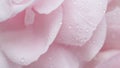 Soft focus, abstract floral background, pink rose flower petals with water drops. Macro flowers backdrop for holiday brand design Royalty Free Stock Photo