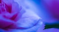 Soft focus, abstract floral background, purple rose flower. Macro flowers backdrop for holiday brand design Royalty Free Stock Photo