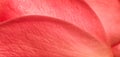 Soft focus, abstract floral background, red rose flower petals. Macro flowers backdrop for holiday design Royalty Free Stock Photo