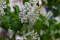 Botanical concept: white Lilac beginning to bloom, young flowers, spring, freshness