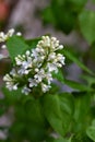 Botanical concept: white Lilac beginning to bloom, young flowers, spring, freshness