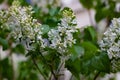 Botanical concept: white Lilac beginning to bloom, young flowers, spring, freshness