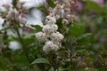 White Lilac beginning to bloom, young flowers, spring, freshness. Selective focus
