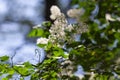 White Lilac beginning to bloom, young flowers, spring, freshness. Selective focus