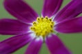 Corolla close-up-Ge Sanghua is in Tibet Royalty Free Stock Photo