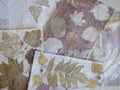 Botanical contact dyeing using leaves. Natural prints on the paper