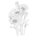 Botanical daisy flower coloring pages.Blanketflower flower drawing. daisy flower vector art, Rudbeckia flower vector,