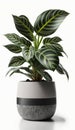 Botanical Delight, House Plants in Ceramic Pots, Isolated on White Background - Generative AI