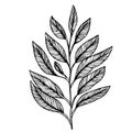 botanical designs, tattoo botanical designs, linework botanical tattoos, delicate botanical tattoos