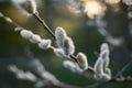Close up of catkins on a branch with a blurred greenery background Royalty Free Stock Photo