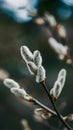 Close up of catkins on a branch with a blurred greenery background Royalty Free Stock Photo