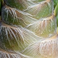 Botanical detail illustrates the structural complexity typical of palm Arecacea Royalty Free Stock Photo