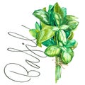 Botanical drawing of a basil leaver. Watercolor beautiful illustration of culinary herbs used for cooking and garnish Royalty Free Stock Photo