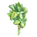 Botanical drawing of a basil leaver. Watercolor beautiful illustration of culinary herbs used for cooking and garnish