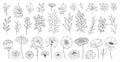 Botanical drawing. Minimal Thin line plant illustrations, plant branches, leaves and blooming flowers Royalty Free Stock Photo