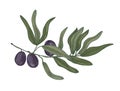 Botanical drawing of olive or Olea Europaea tree branch with leaves and black fruits or drupes isolated on white Royalty Free Stock Photo