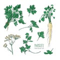 Botanical drawing of parsley leaves, flowers or inflorescence and root. Plant used in culinary as spice or condiment