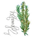 Botanical drawing of a rosemary. Watercolor beautiful illustration of culinary herbs used for cooking and garnish