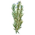 Botanical drawing of a rosemary. Watercolor beautiful illustration of culinary herbs used for cooking and garnish