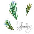 Botanical drawing of a rosemary. Watercolor beautiful illustration of culinary herbs used for cooking and garnish