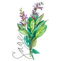 Botanical drawing of a Sage. Watercolor beautiful illustration of culinary herbs used for cooking and garnish. Isolated