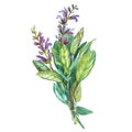 Botanical drawing of a Sage. Watercolor beautiful illustration of culinary herbs used for cooking and garnish. Isolated