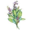 Botanical drawing of a Sage. Watercolor beautiful illustration of culinary herbs used for cooking and garnish. Isolated