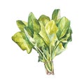 Botanical drawing of a spinach. Watercolor beautiful illustration of culinary herbs used for cooking and garnish