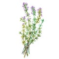 Botanical drawing of a thyme. Watercolor beautiful illustration of culinary herbs used for cooking and garnish. Isolated