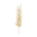 Botanical drawing of wheat ear or spikelet with seeds isolated on white background. Cultivated plant, cereal grain or