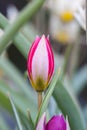 Dwarf tulip Tulipa humilis, red budding flower