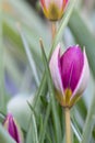 Dwarf tulip Tulipa humilis, star-shaped purple budding flower