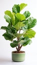 Botanical Elegance: Closeup of Fiddle Leaf Plant Isolated on White Background