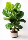 Botanical Elegance: Closeup of Fiddle Leaf Plant Isolated on White Background