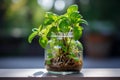 Botanical elegance Tricolor Nephthytis, a green air purifying plant in glass